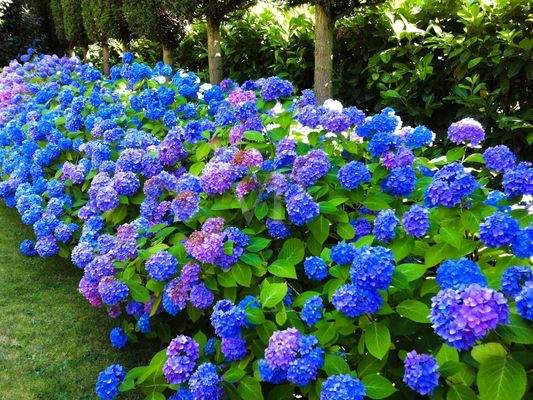 Beete mit Hortensien 