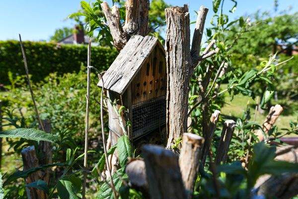 Auch Bienen finden hier ein Zuhause