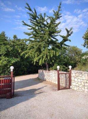 Hofseite mit Gingkobaum