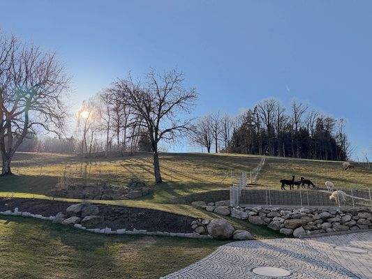 7 Abendstimmung Weidefläche.JPG