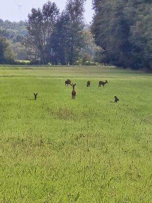 Wildleben auf dem Grundstück