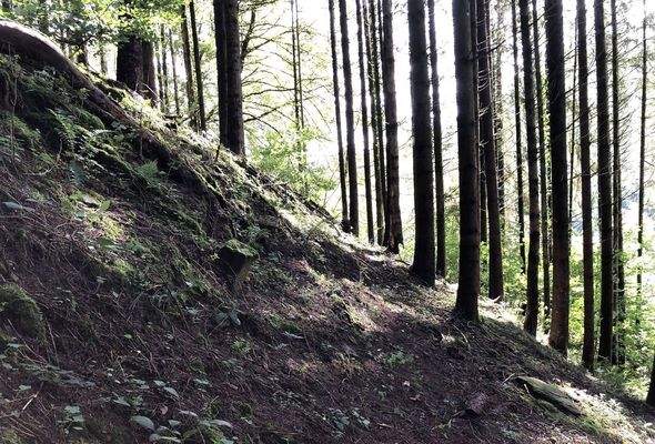 Im eigenen Wald m. Grenzstein