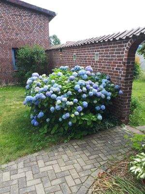 Impressionen Sommer25 (4).JPG