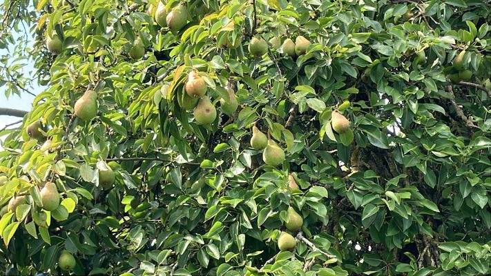 Ein selbstversorger Traum