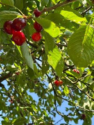 die Obstbäume sind schon da :-)