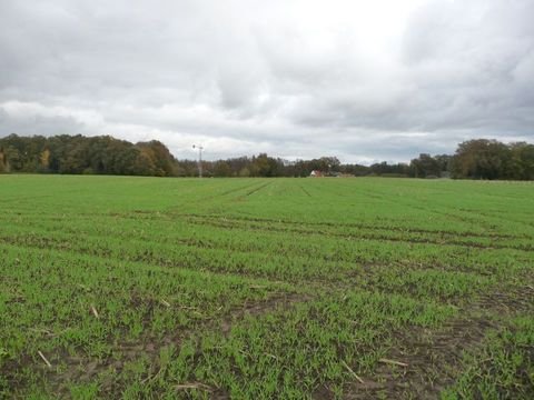 Menslage Bauernhöfe, Landwirtschaft, Menslage Forstwirtschaft