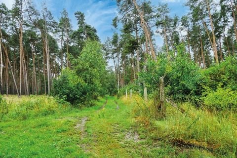 Gommern Bauernhöfe, Landwirtschaft, Gommern Forstwirtschaft