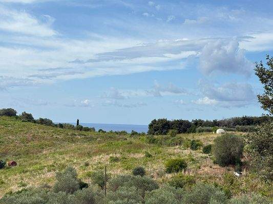 Weinhang, Olivenbäume, Meerblick