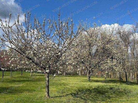 Garten mit Obstbäumen im Frühling