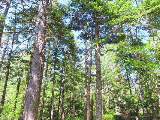 Cape Breton - Wunderschönes 11-Hektar-Areal mit 23