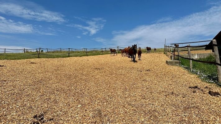 Winterpaddock