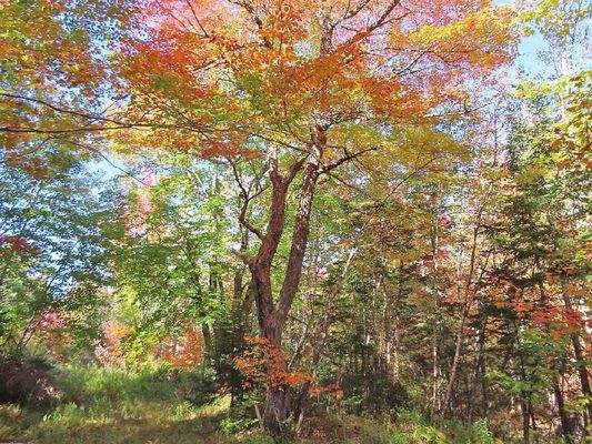 Nova Scotia - Smithfield - Wunderschönes 47-Hektar
