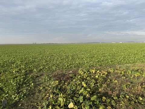 Absdorf Bauernhöfe, Landwirtschaft, Absdorf Forstwirtschaft