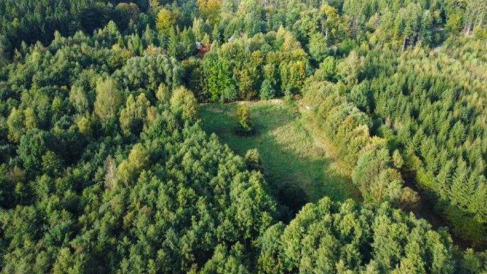 Ihre Wiese im Wald (2)