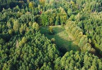 Ihre Wiese im Wald (2)