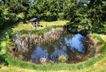 Der Teich