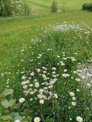 Bild 3 Sommerwiese