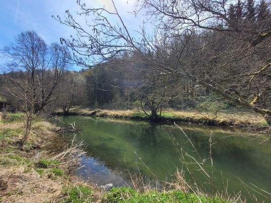 01_Wald an der Pegnitz