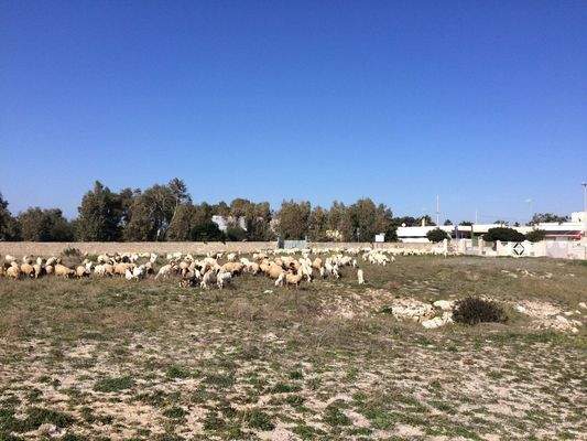 Torre Squillace – fertigzustellendes Wohnprojekt direkt am Meer