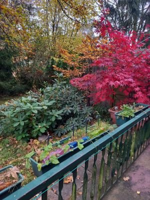 Herbstfärbung