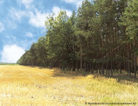 Schwanheide Bauernhöfe, Landwirtschaft, Schwanheide Forstwirtschaft