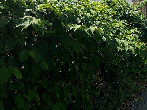 Chemnitz Grundstücke, Chemnitz Grundstück kaufen