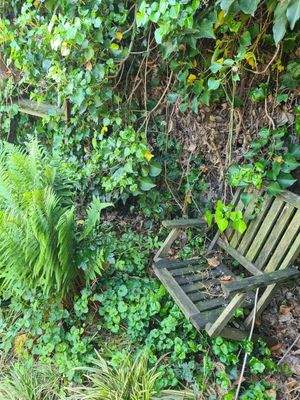 Idyllische Farn-Rosenecke