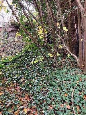 zu gewachsenes Grundstück