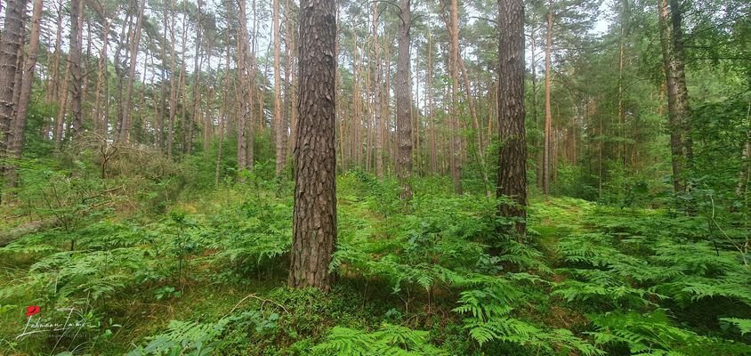 Wald