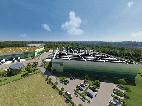 Grimma Halle, Grimma Hallenfläche