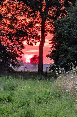 Sonne hinter Bäumen