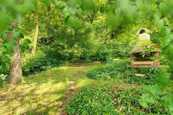 Blick ins "Wäldchen"