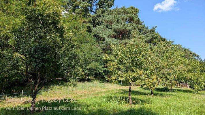 Obstbäume auf der Westseite des Grundstücks.jpg