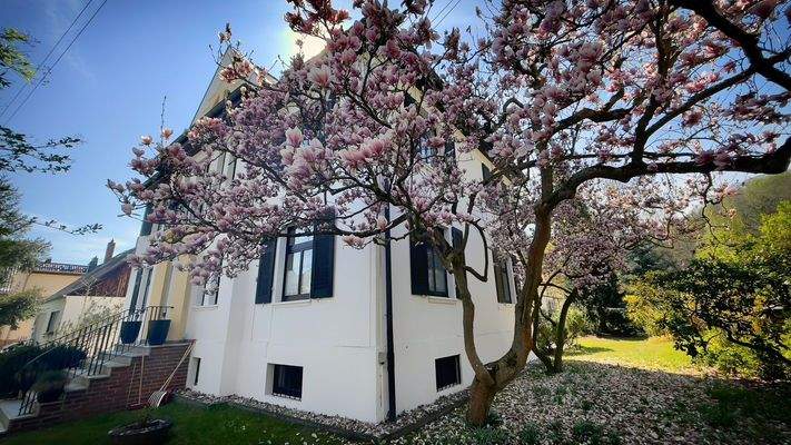 Der Magnolienbaum- in voller Blüte
