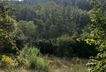 Wald als Nachbark