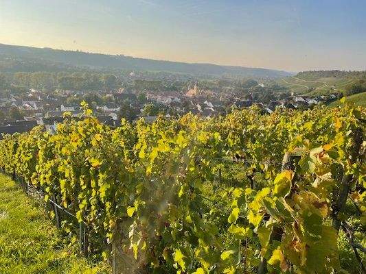 Maintal bei Sommerhausen.jpg