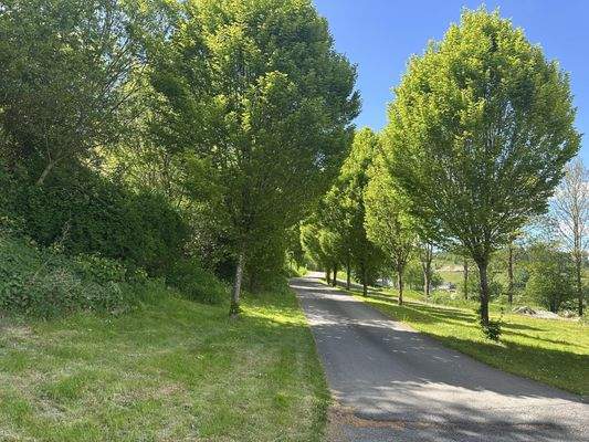 Allee- Zufahrt Bild 2