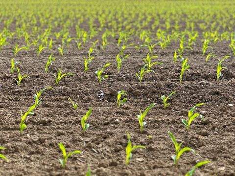 Rietberg Bauernhöfe, Landwirtschaft, Rietberg Forstwirtschaft