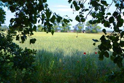 Mölschow Bauernhöfe, Landwirtschaft, Mölschow Forstwirtschaft