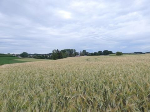 Hilgertshausen-Tandern Bauernhöfe, Landwirtschaft, Hilgertshausen-Tandern Forstwirtschaft