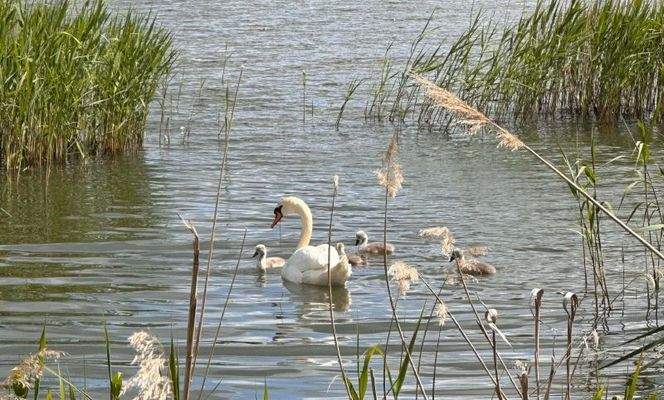 Teichgebiet Limbach-Oberfrohna