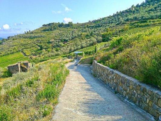 PE672_18 TERRA ITALIA IMMOBILIEN_LIGURIEN_WEINGUT_