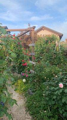 Oder so. Man schaut durch einen Rosenbogen auf einen kleinen, eingewachsenen Weg durch meinen Rosengarten, nach oben zur Haustür