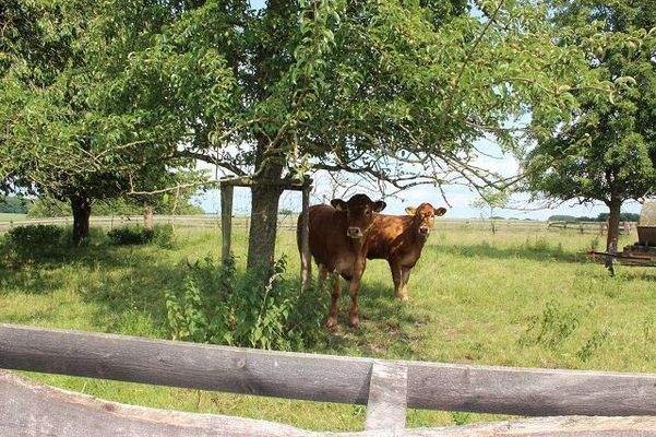 Obstanbauflächen / Weideflächen