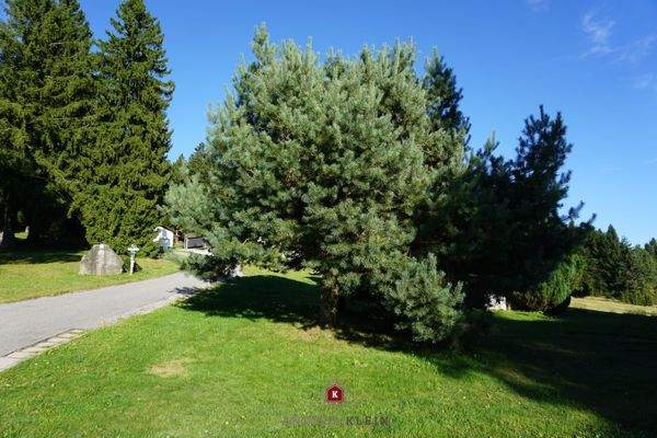 … die im Wald endende Anliegerstraße