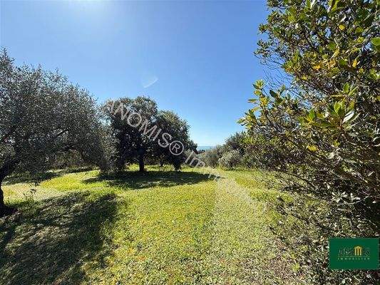 Olivenhain mit Meerblick