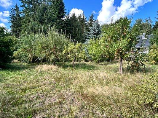 Garten mit diversen Obstbäumen