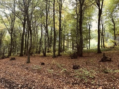 Quernheim Bauernhöfe, Landwirtschaft, Quernheim Forstwirtschaft