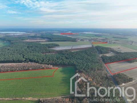 Beelitz / Zauchwitz Bauernhöfe, Landwirtschaft, Beelitz / Zauchwitz Forstwirtschaft