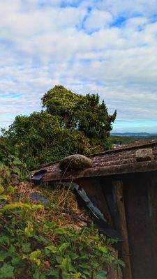 Blick über die Stadtmauer